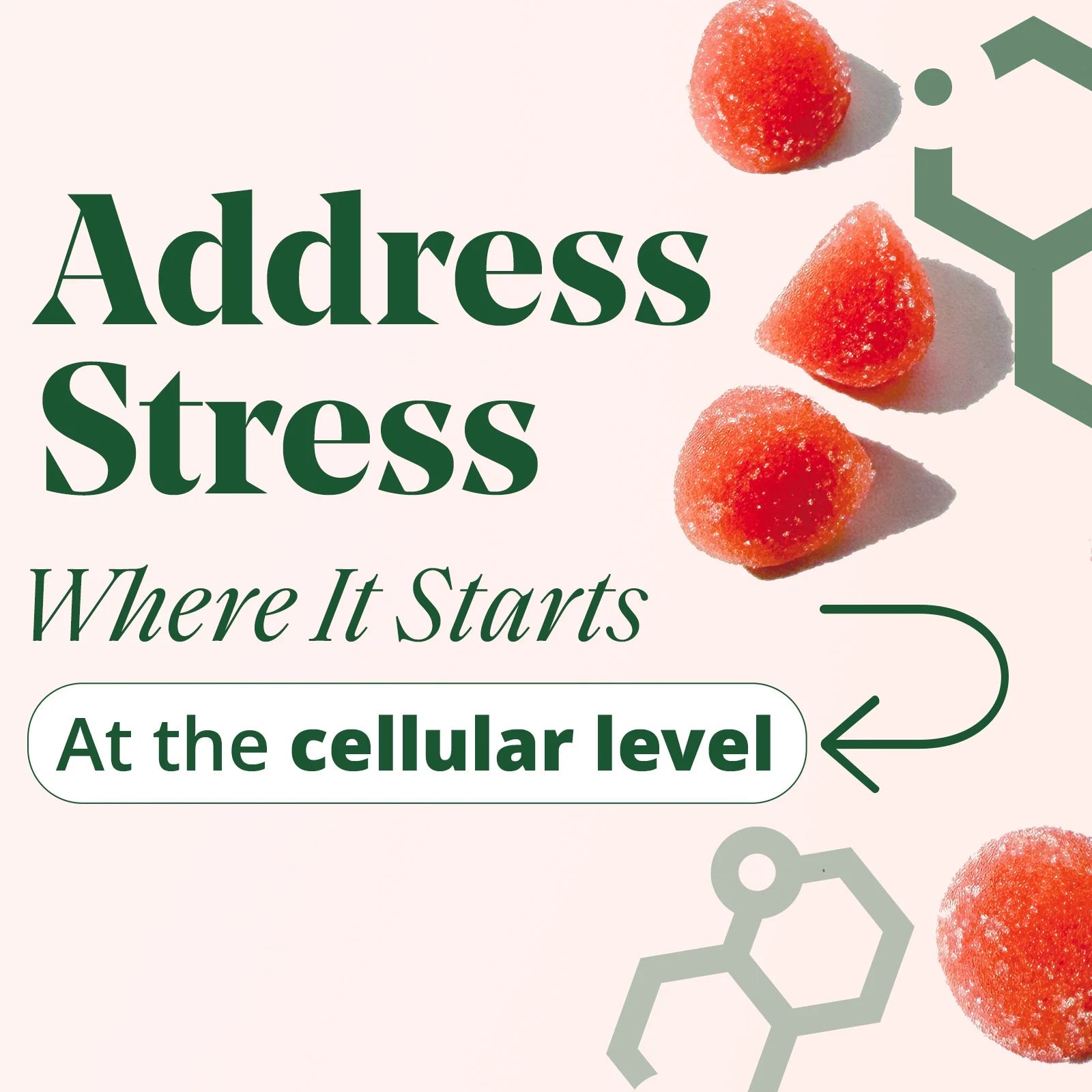 Stress Less Gummy with Cortisol Care® 60 Count – Balance Cortisol, Better Mood & Sleep